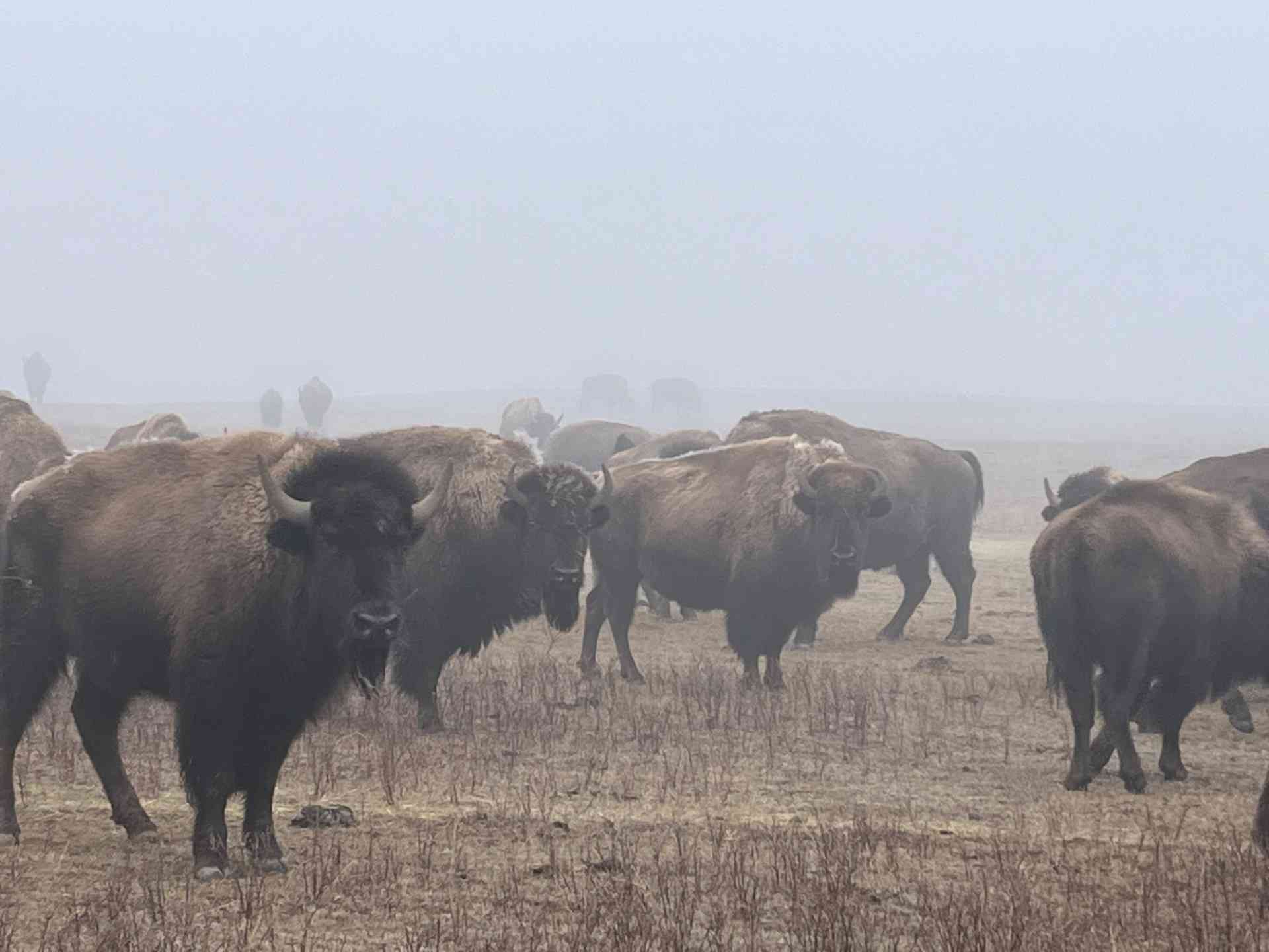 2024.03.01 - Bison in Field - Montana - Chamois Andersen-DOW