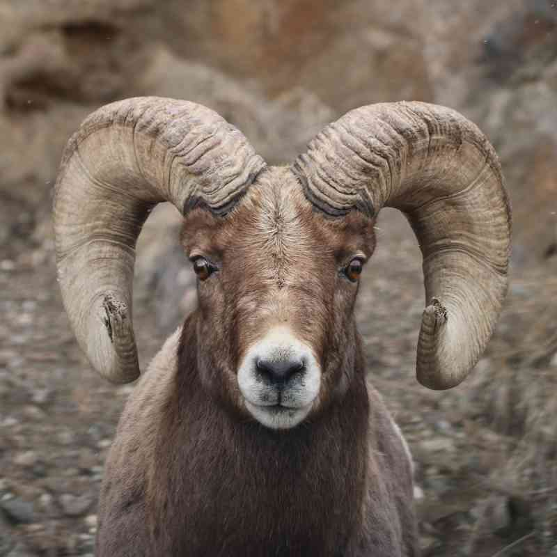Bighorn Sheep Montana
