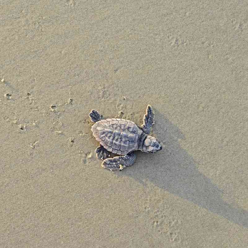 Loggerhead sea turtle hatchling
