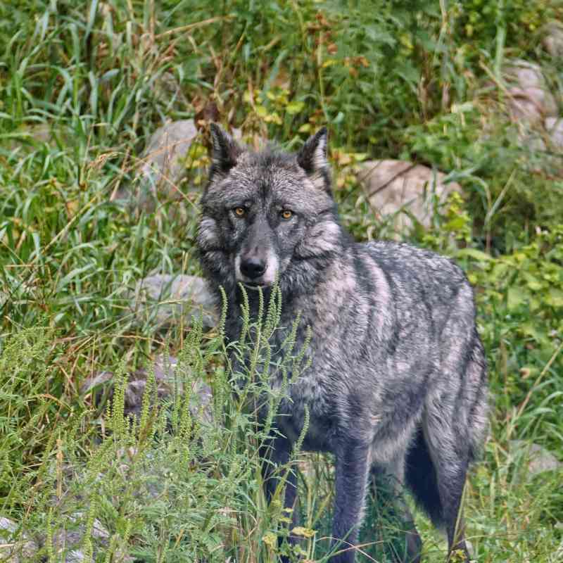 2015.08.24 - Gray Wolf in the Grass - Minnesota - Maureen Ravnik